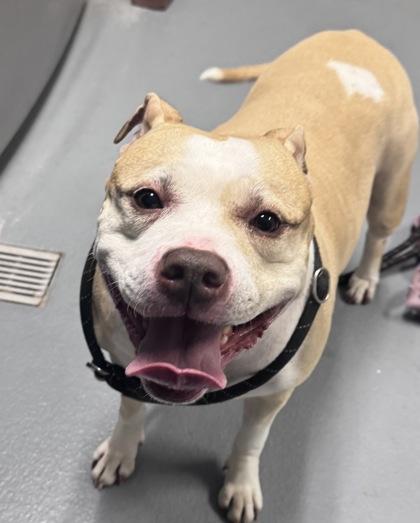 Chanel - 2, Adoptable, Adult Female American Staffordshire Terrier & Mixed Breed.