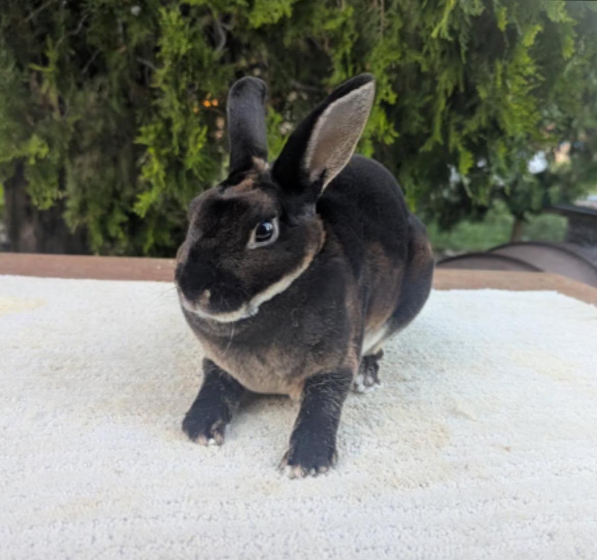 Enlarge George, an adopted Mini Rex in Grapevine, TX image 1/2