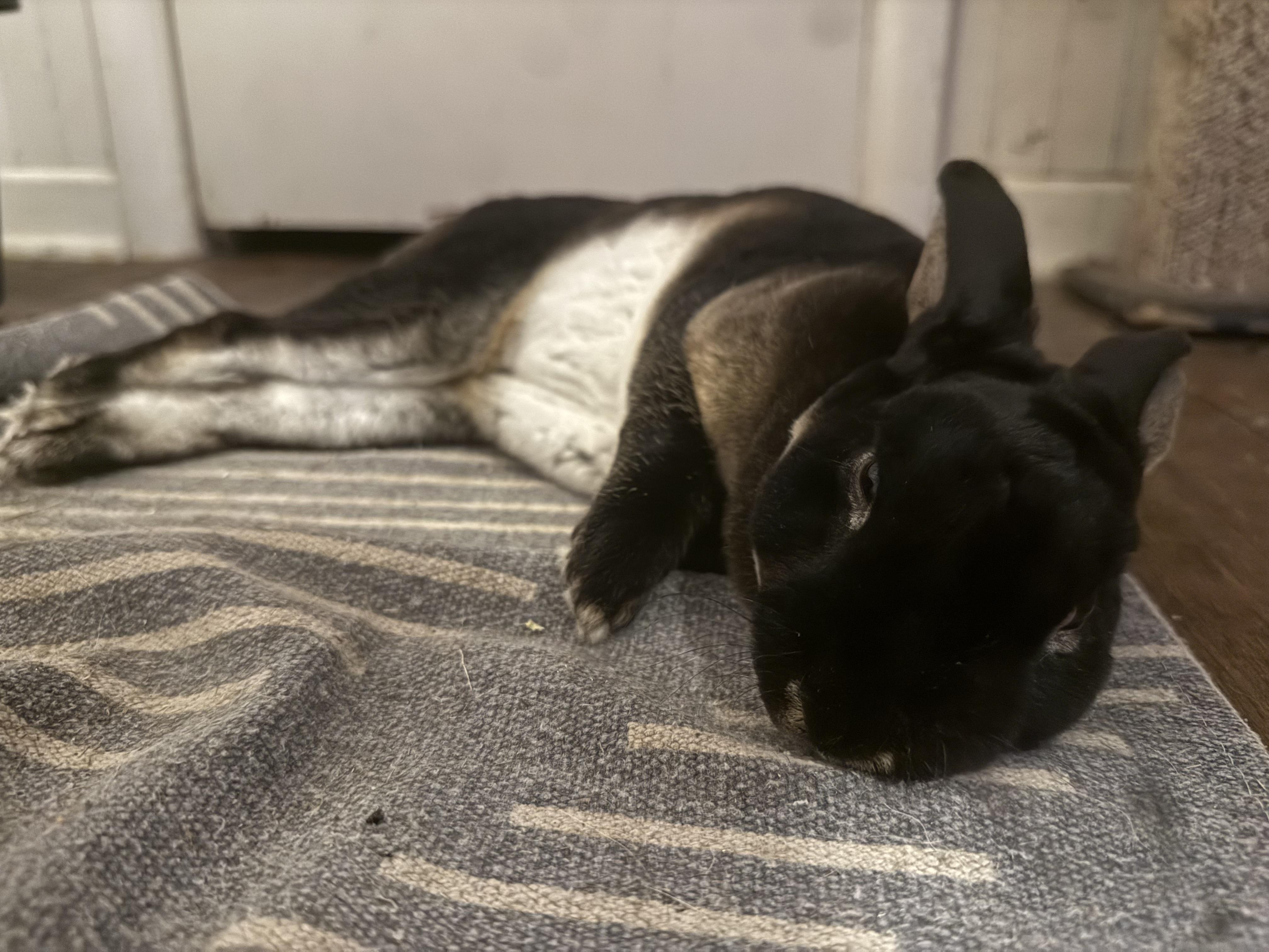 Enlarge George, an adopted Mini Rex in Grapevine, TX image 2/2