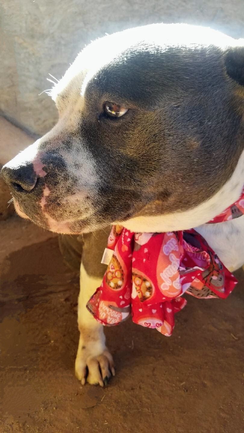 Enlarge MAC and BABE (bonded pair), a Adoptable mixed breed in Pena Blanca, NM image 1/10