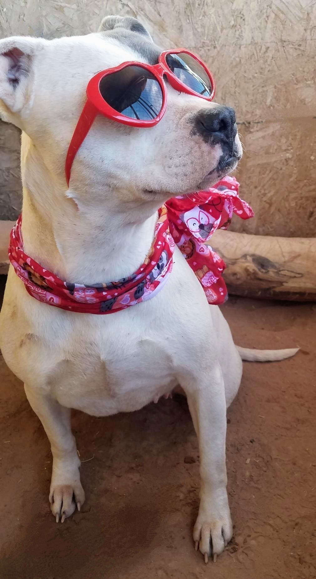 Enlarge MAC and BABE (bonded pair), a Adoptable mixed breed in Pena Blanca, NM image 2/10