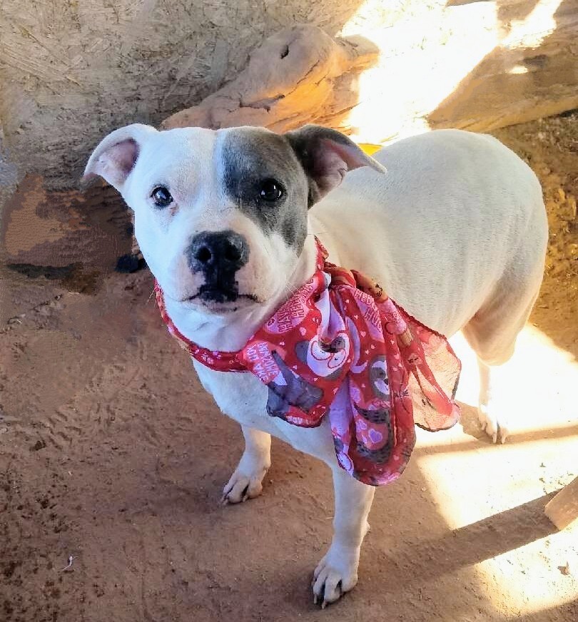 Enlarge MAC and BABE (bonded pair), a Adoptable mixed breed in Pena Blanca, NM image 3/10