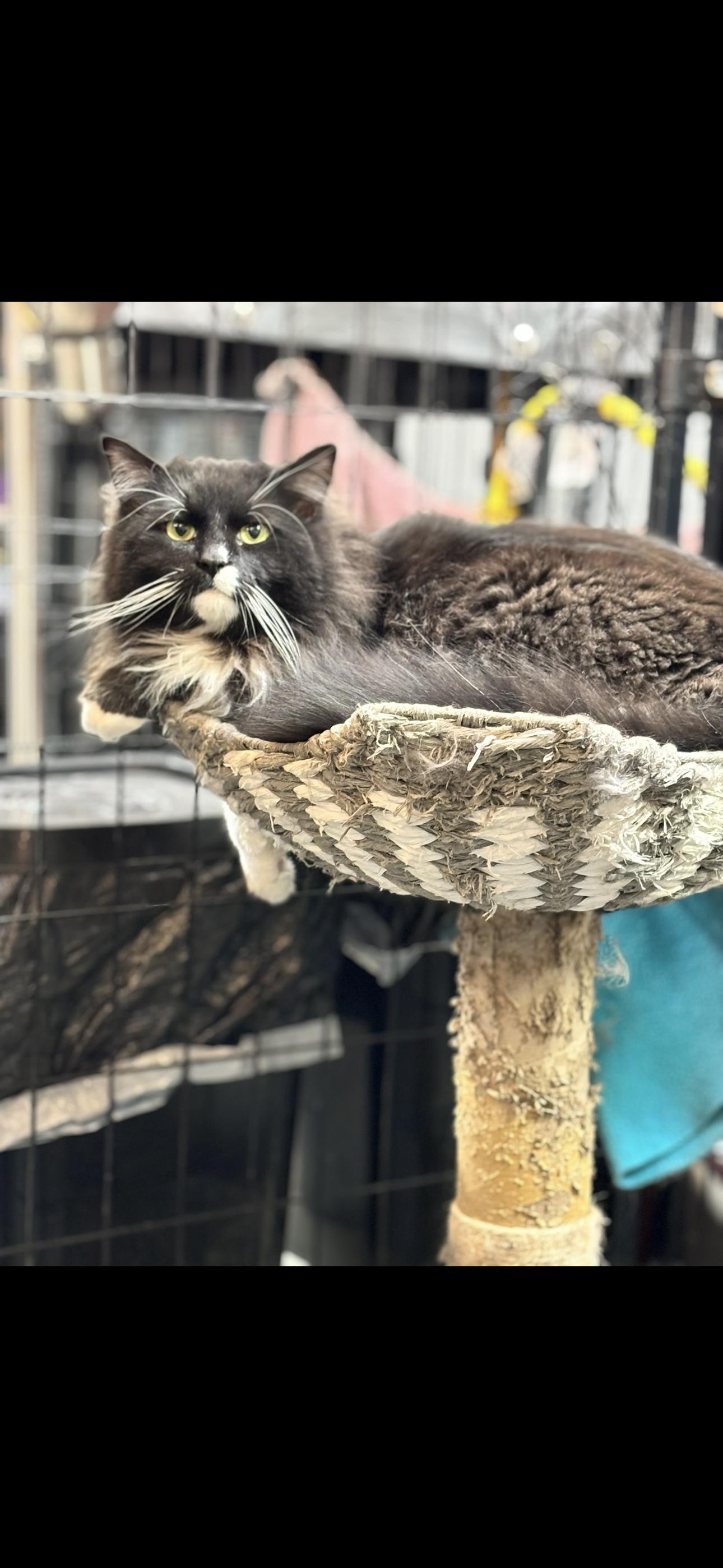 Enlarge Minolta, a Adoptable Domestic Long Hair in Wasilla, AK image 1/1