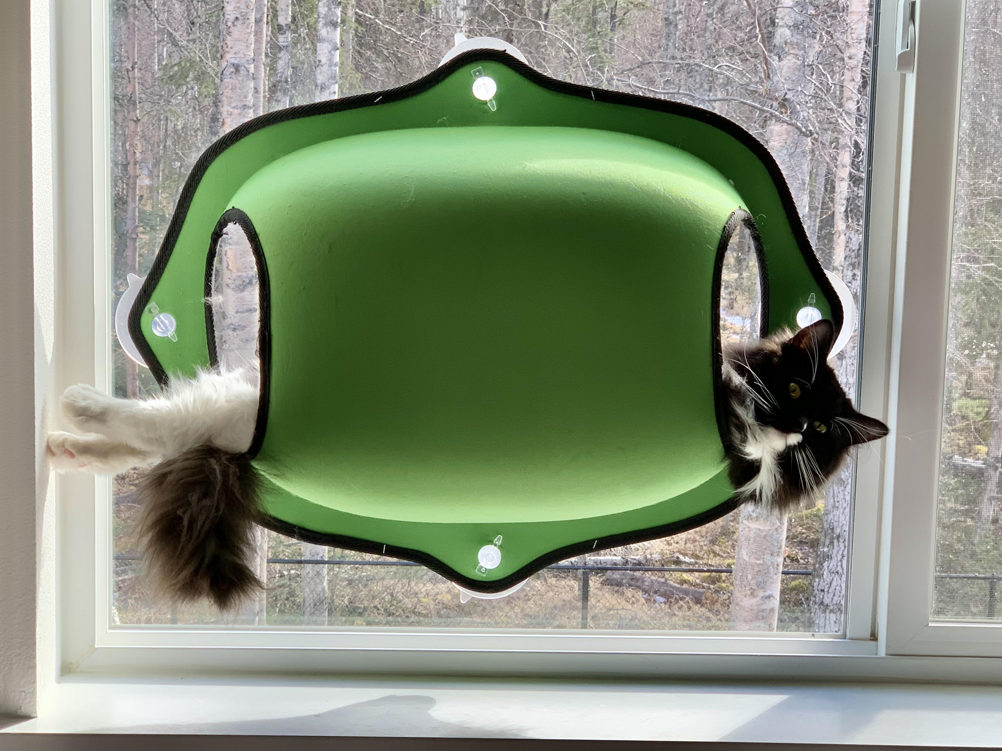 Enlarge Minolta, a Adoptable Domestic Long Hair in Wasilla, AK image 2/6