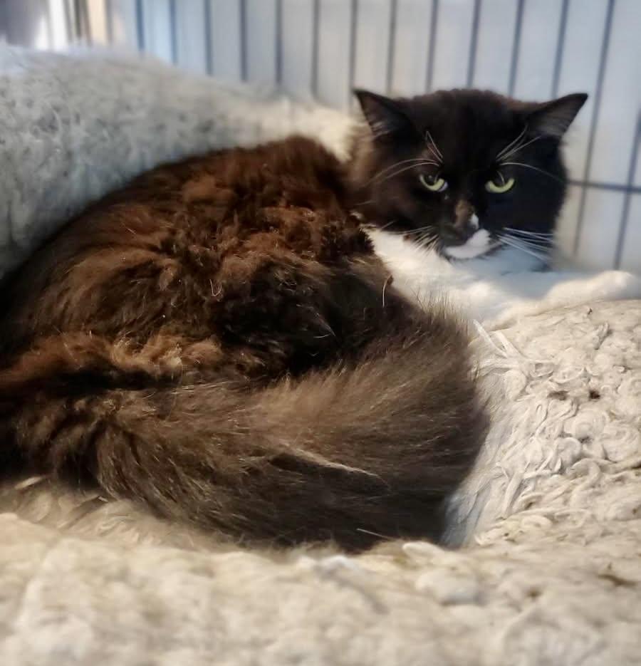 Enlarge Minolta, a Adoptable Domestic Long Hair in Wasilla, AK image 4/6