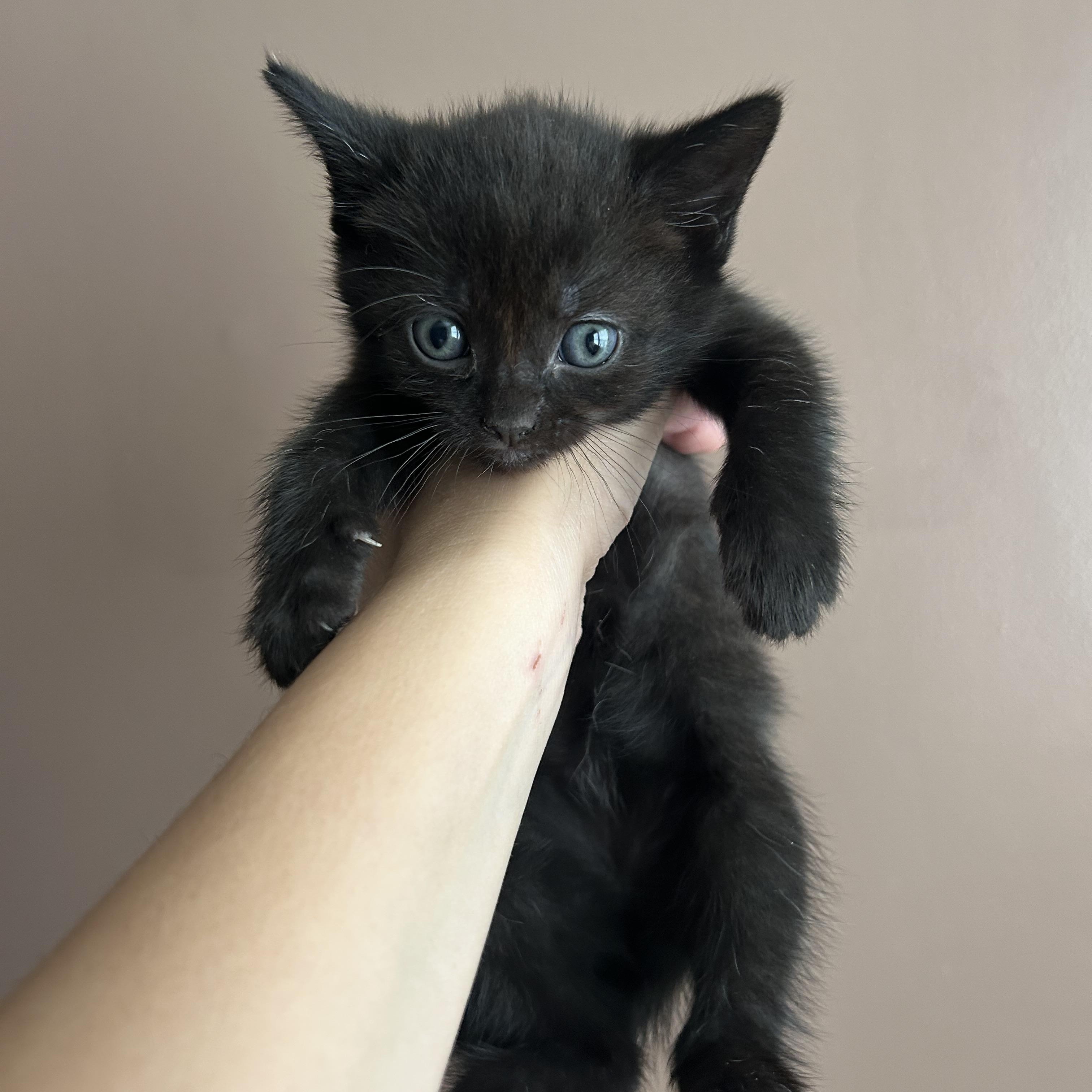Enlarge Fifi, a Adoptable mixed breed in Fort Oglethorpe, GA image 4/6