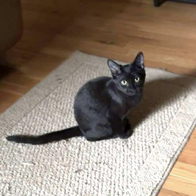 Enlarge Fifi, a Adoptable mixed breed in Fort Oglethorpe, GA image 6/6