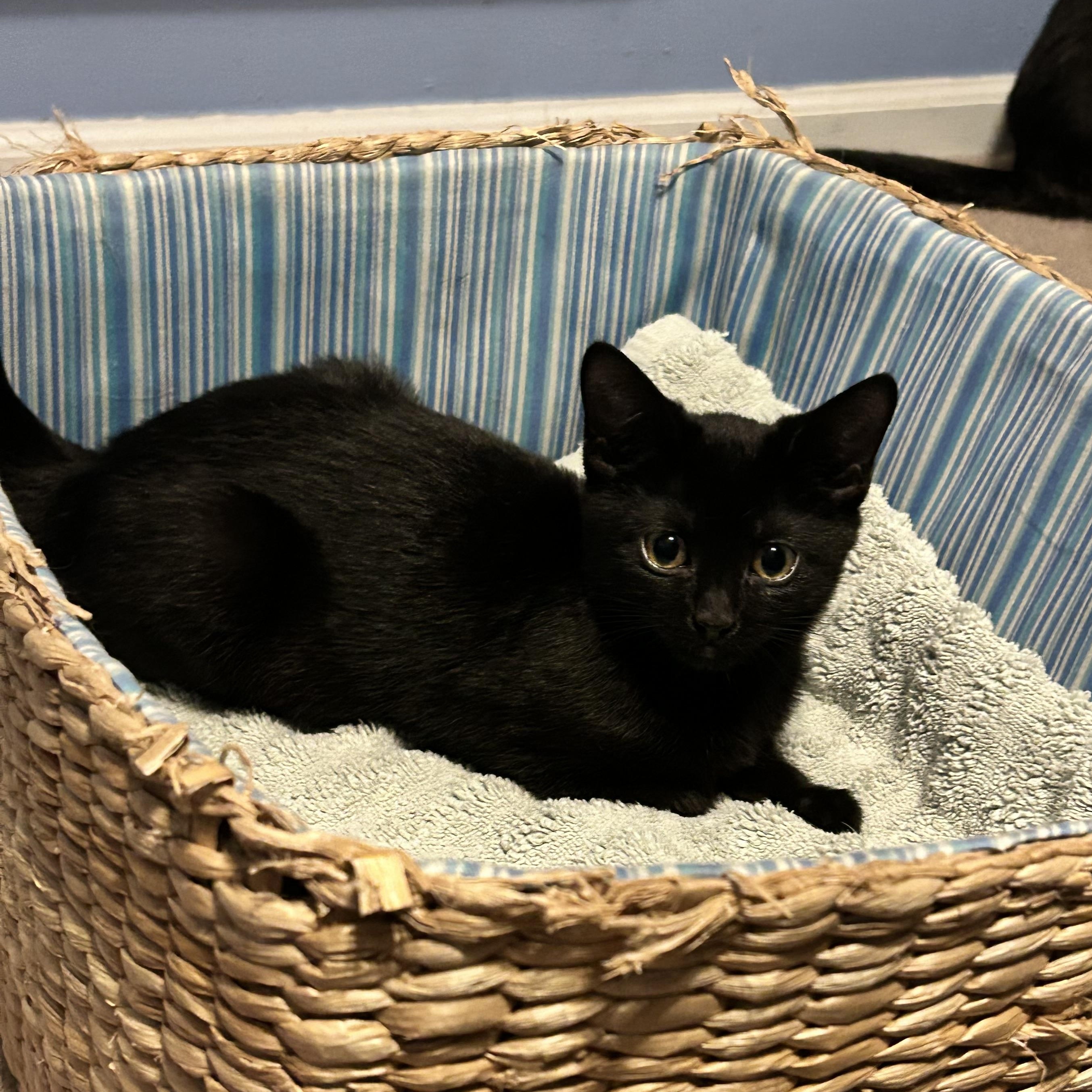 Enlarge Fifi, a Adoptable mixed breed in Fort Oglethorpe, GA image 3/6