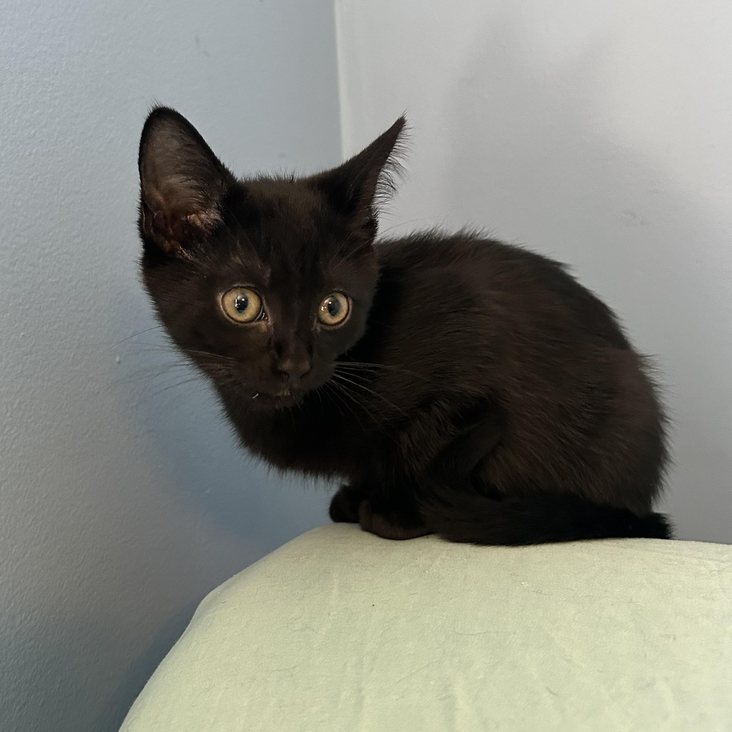 Enlarge Fifi, a Adoptable mixed breed in Fort Oglethorpe, GA image 5/6