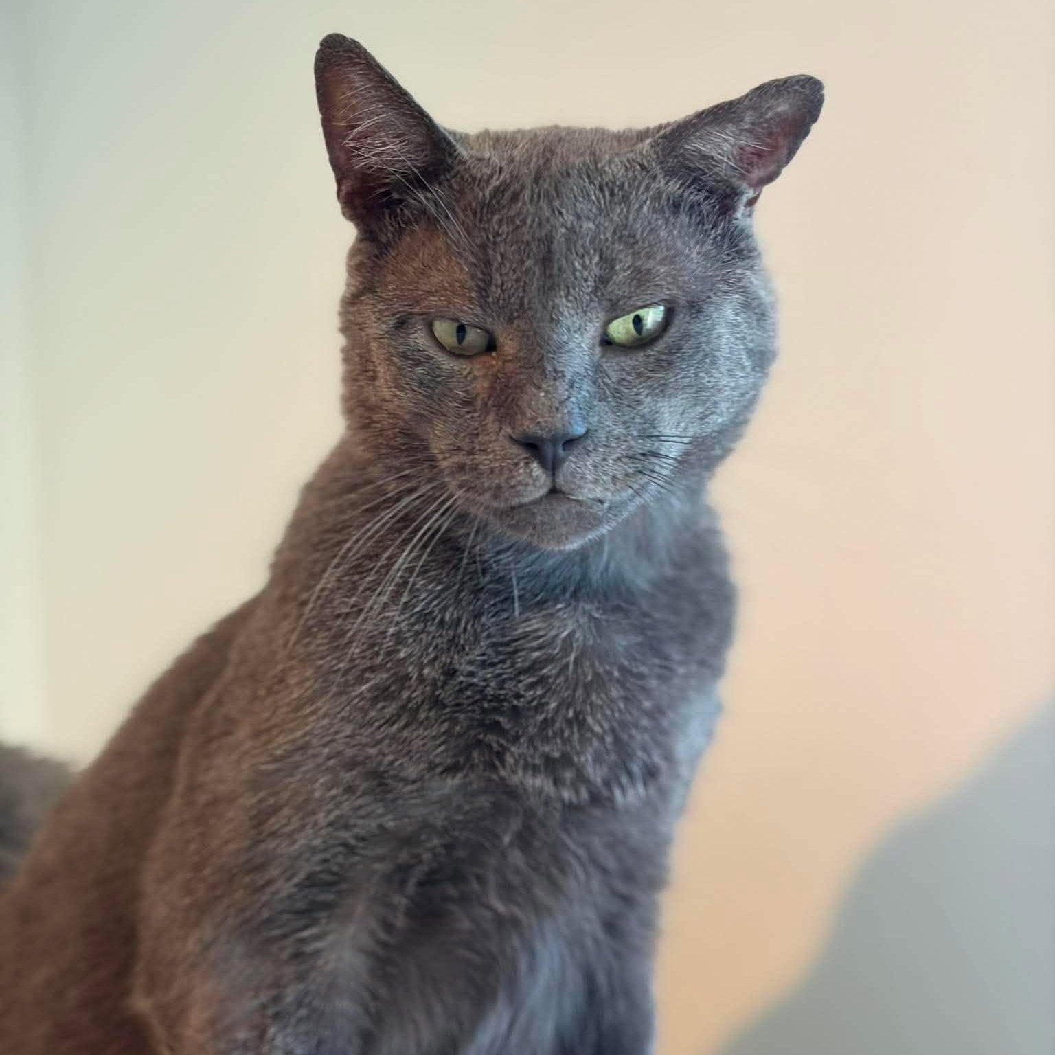 Merlin, ADOPTABLE, Adult Male Domestic Short Hair.