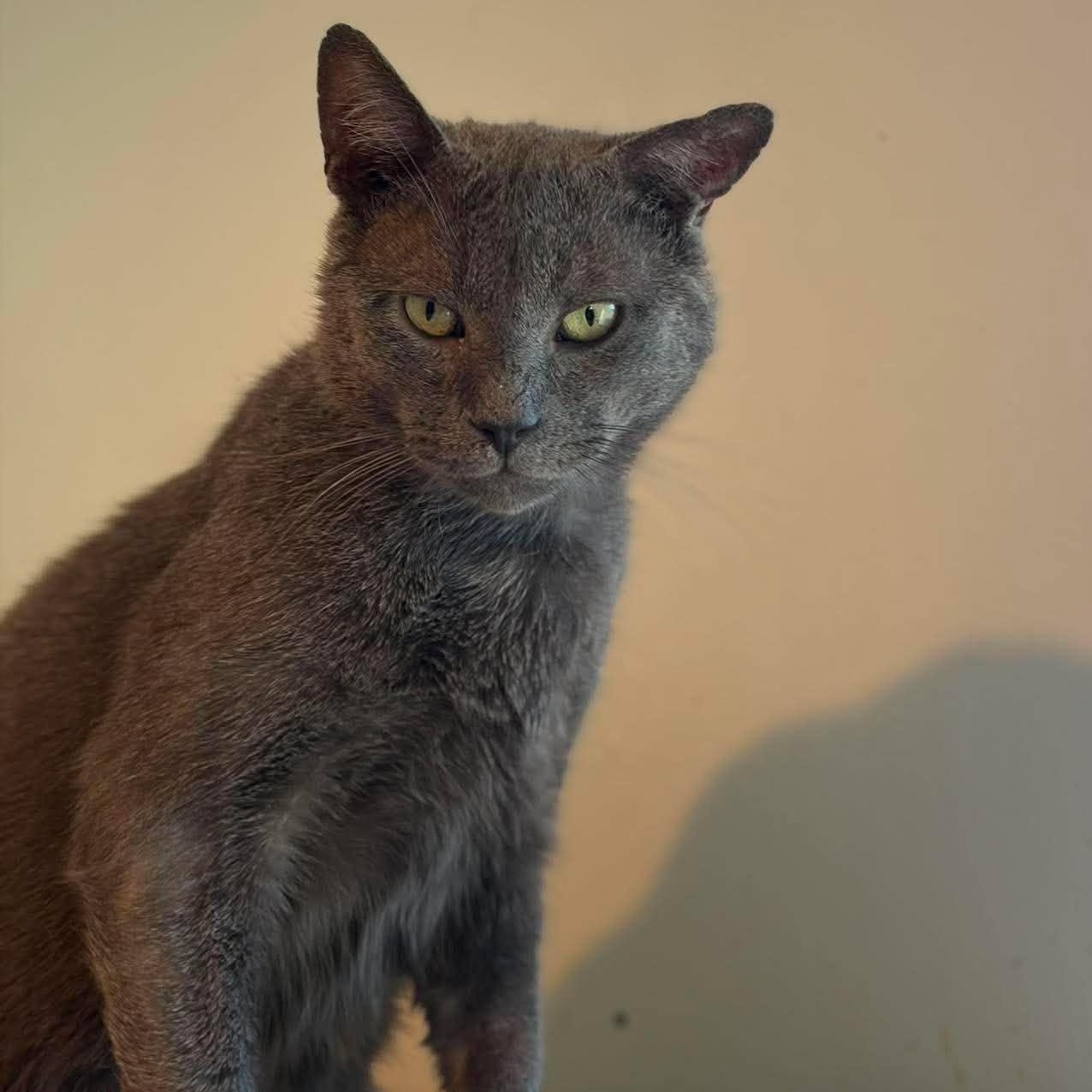 Enlarge Merlin, a ADOPTABLE Domestic Short Hair in Huntington, NY image 4/4