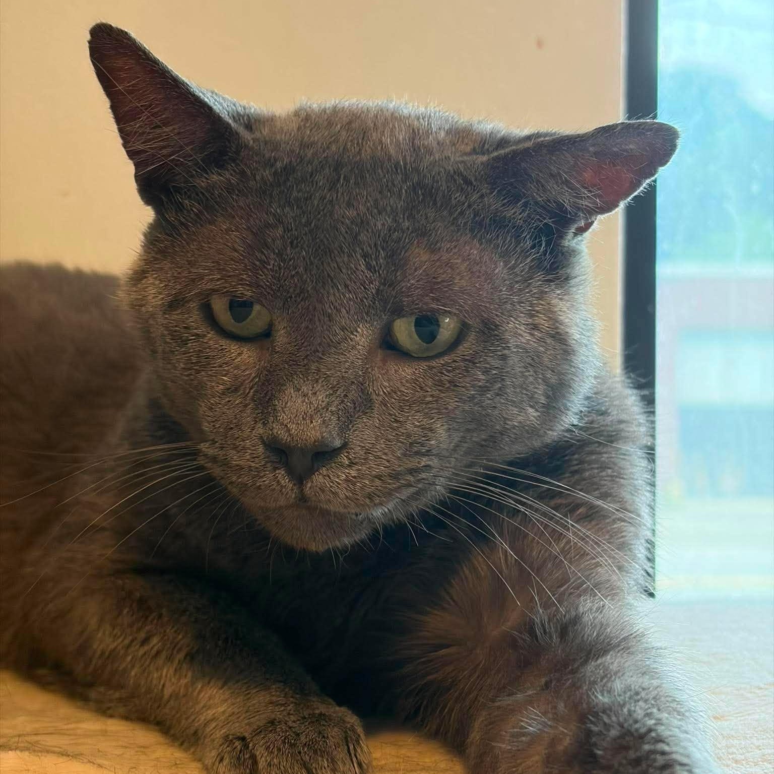 Enlarge Merlin, a ADOPTABLE Domestic Short Hair in Huntington, NY image 2/4