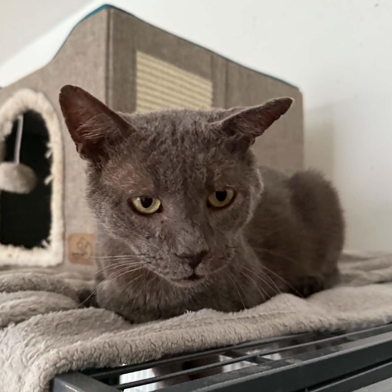 Enlarge Merlin, a ADOPTABLE Domestic Short Hair in Huntington, NY image 3/4