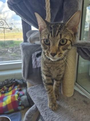 Dobby, Adoptable, Adult Male Domestic Short Hair & Domestic Short Hair.