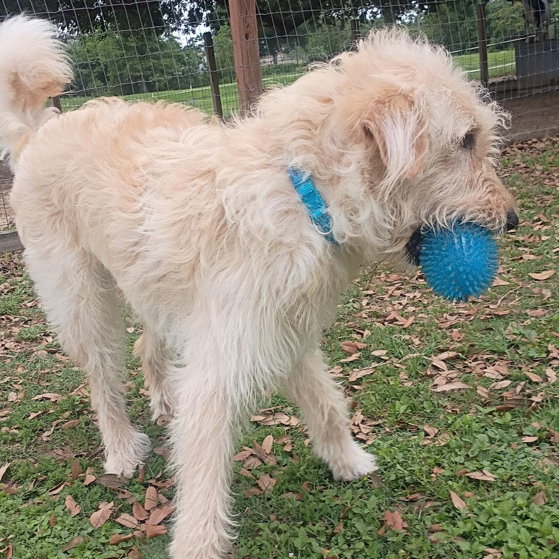 Sonic The Sweet, Snuggly, Adventure- Ready Doodle Mix, an adopted mixed breed in Brattleboro, VT image 6/6