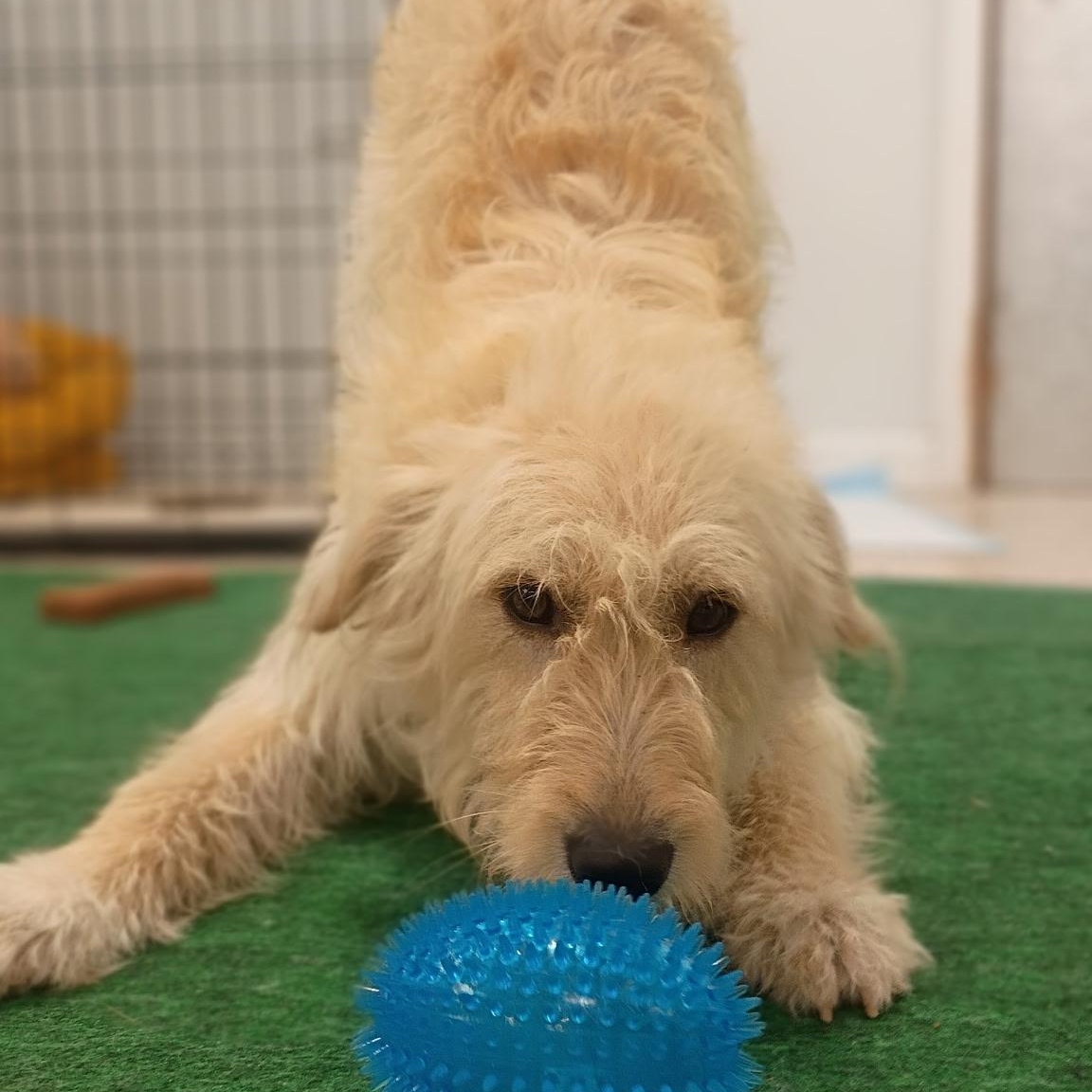 Sonic The Sweet, Snuggly, Adventure- Ready Doodle Mix, an adopted mixed breed in Brattleboro, VT image 3/6