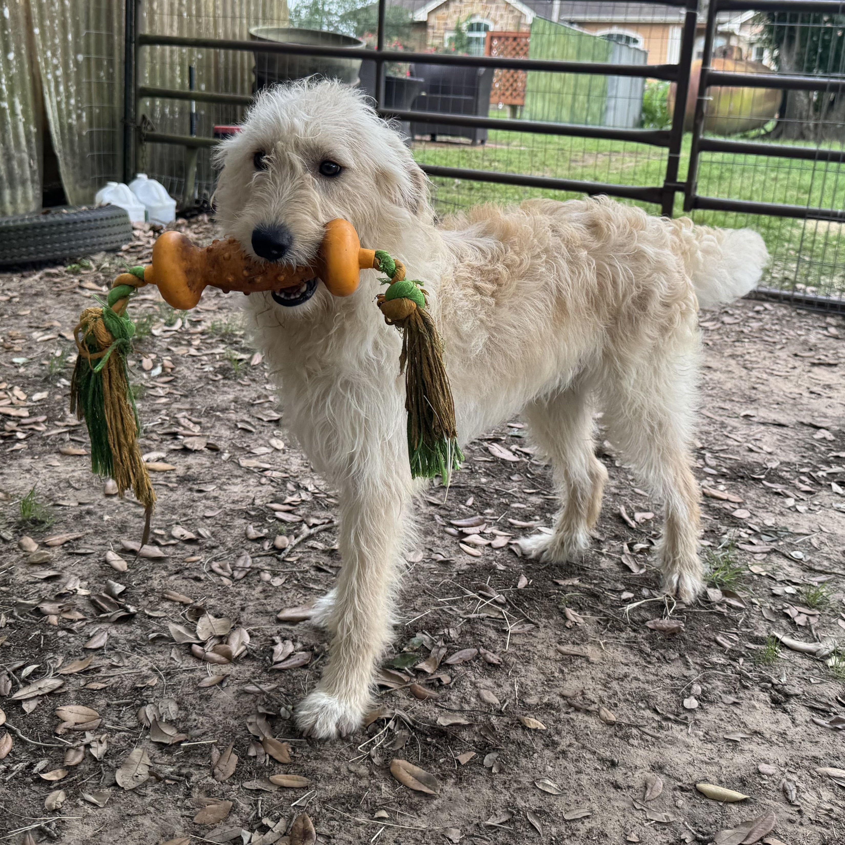 Sonic The Sweet, Snuggly, Adventure- Ready Doodle Mix, an adopted mixed breed in Brattleboro, VT image 5/6