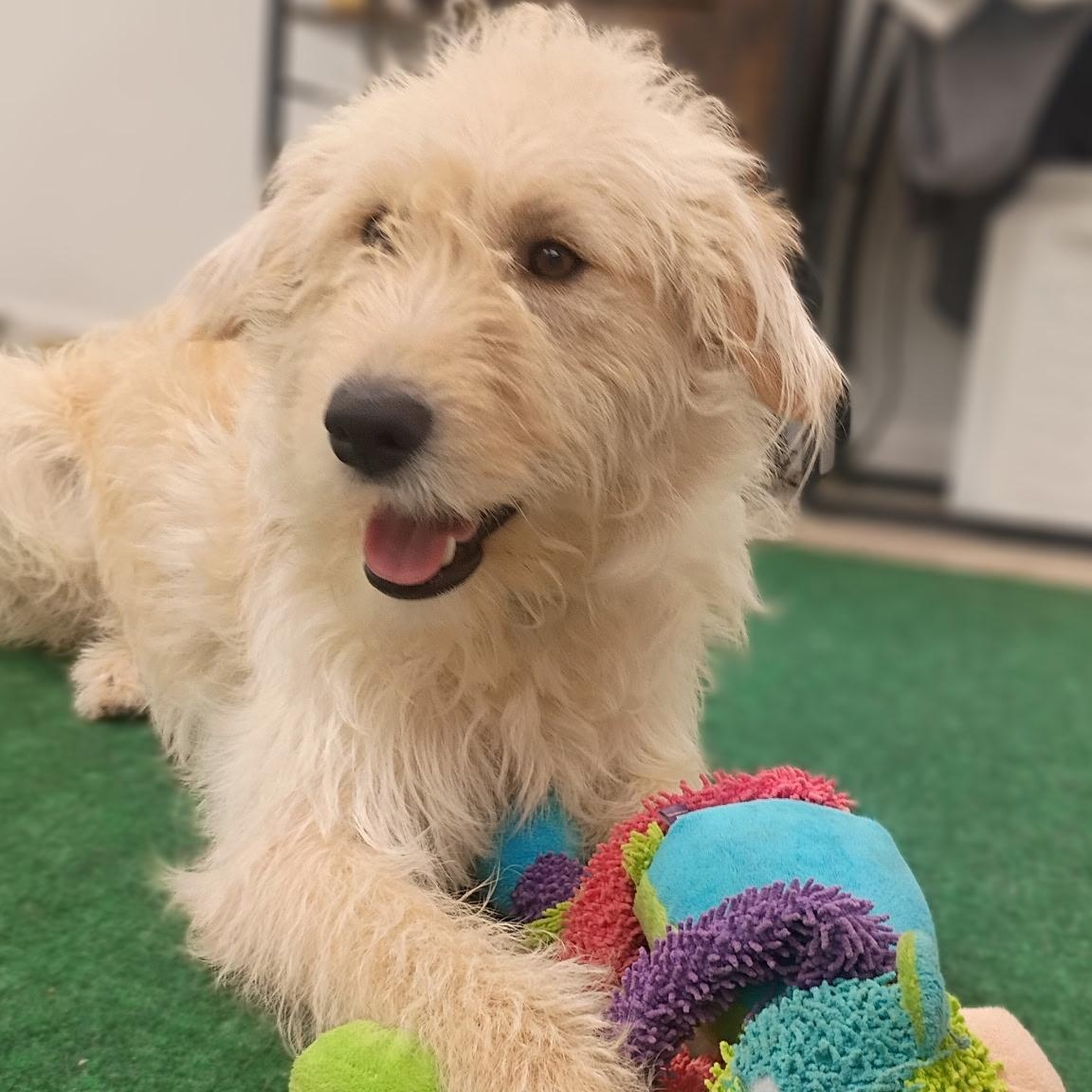 Sonic The Sweet, Snuggly, Adventure- Ready Doodle Mix, adopted, Young Male Goldendoodle & Wheaten Terrier.