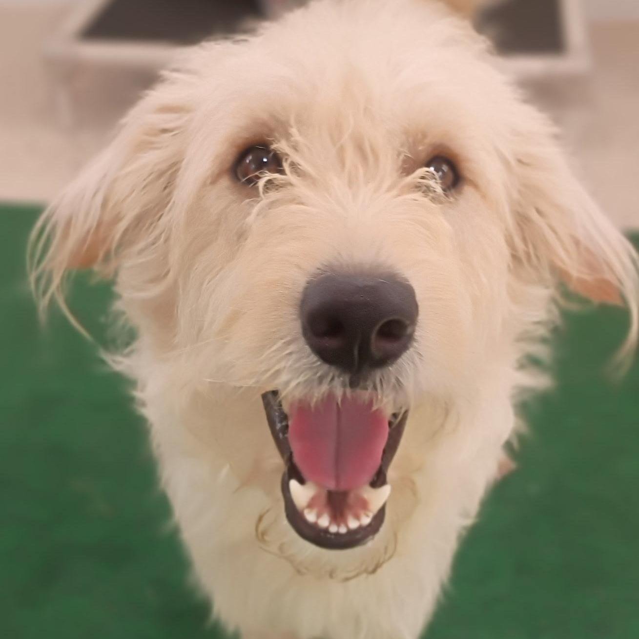 Sonic The Sweet, Snuggly, Adventure- Ready Doodle Mix, an adopted mixed breed in Brattleboro, VT image 4/6