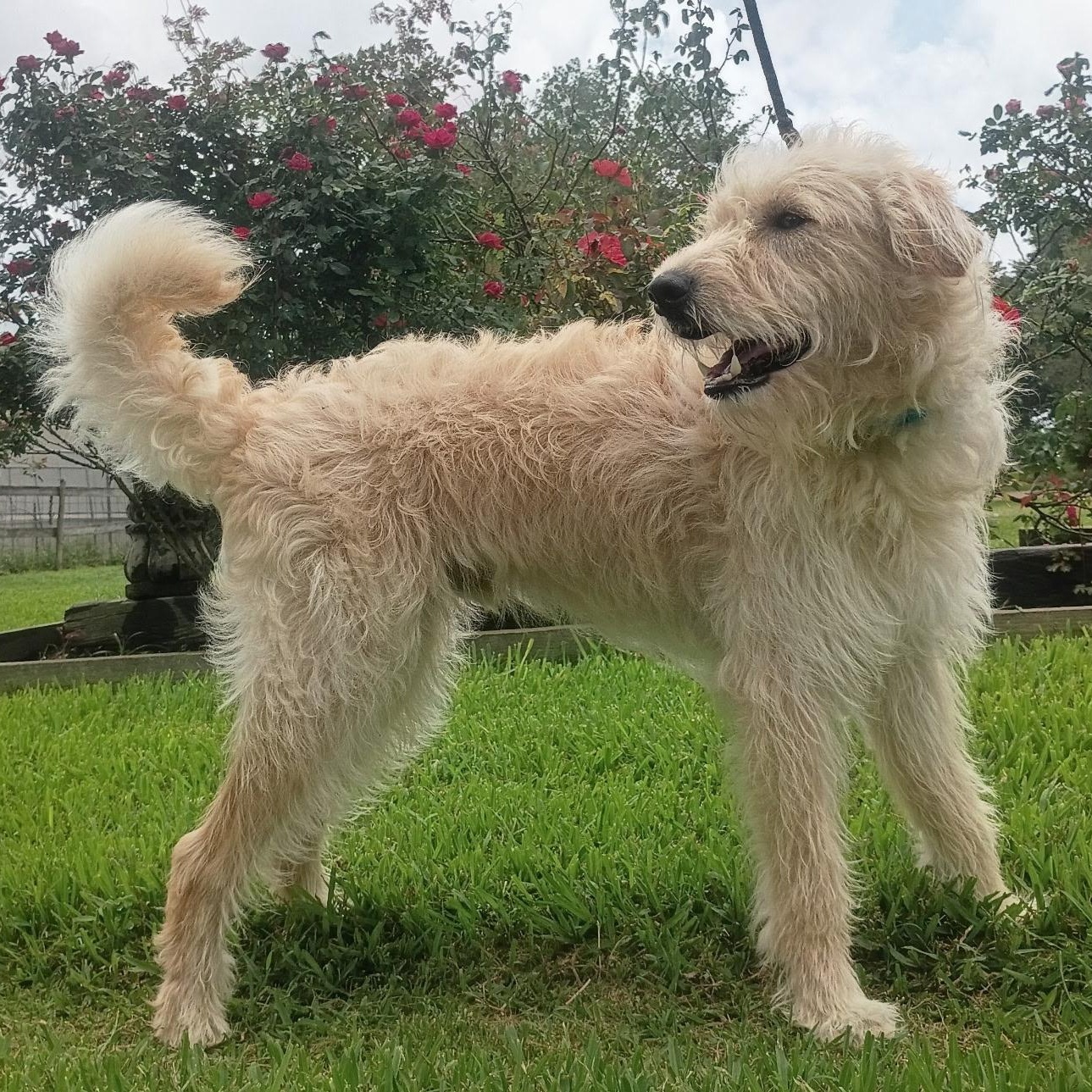 Sonic The Sweet, Snuggly, Adventure- Ready Doodle Mix, an adopted mixed breed in Brattleboro, VT image 2/6