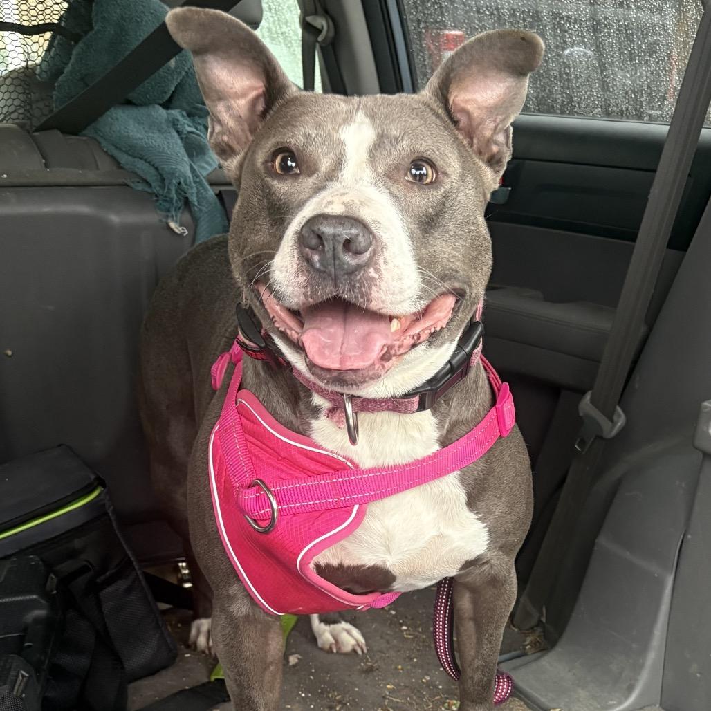 Daphne, a Adoptable American Staffordshire Terrier in Mooresville, IN image 1/6