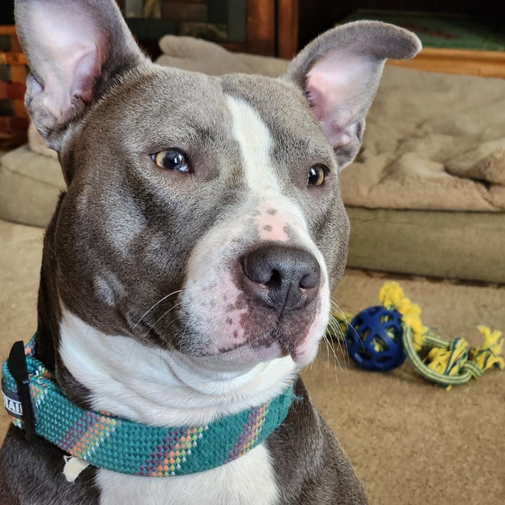 Daphne, Adoptable, Adult Female American Staffordshire Terrier.