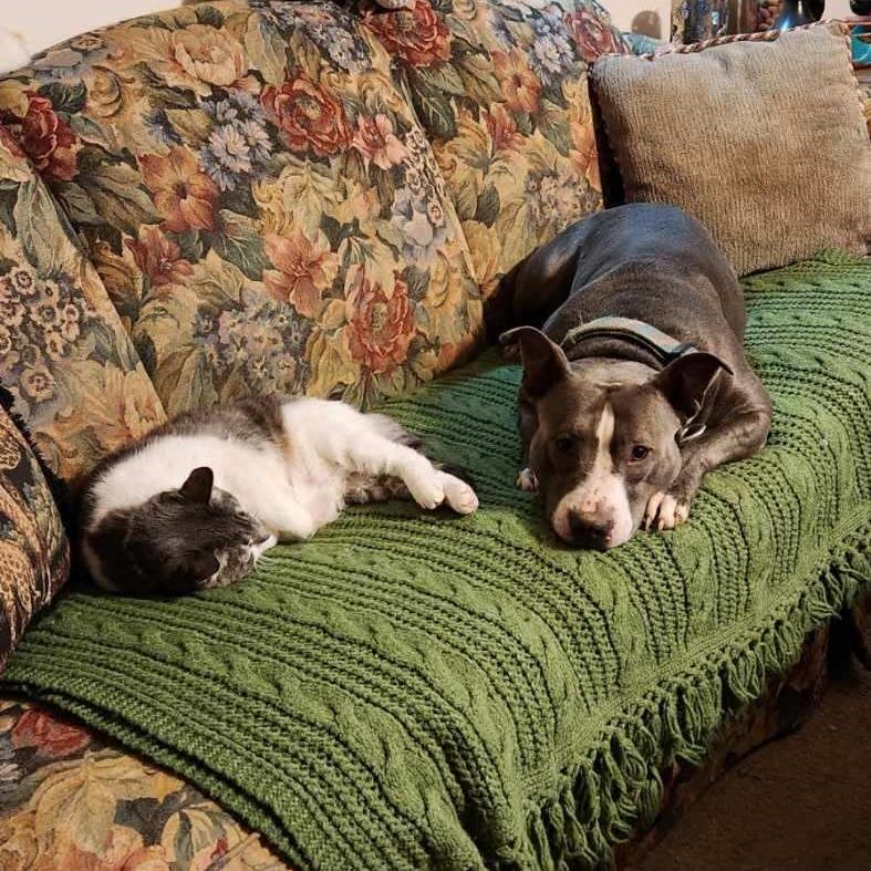 Enlarge Daphne, a Adoptable American Staffordshire Terrier in Mooresville, IN image 2/5