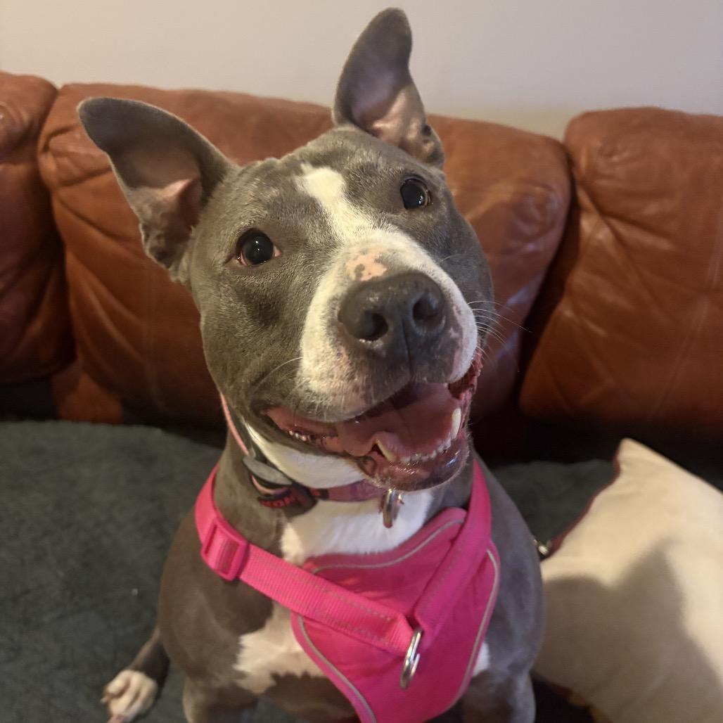 Daphne, a Adoptable American Staffordshire Terrier in Mooresville, IN image 3/6