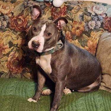 Enlarge Daphne, a Adoptable American Staffordshire Terrier in Mooresville, IN image 3/5