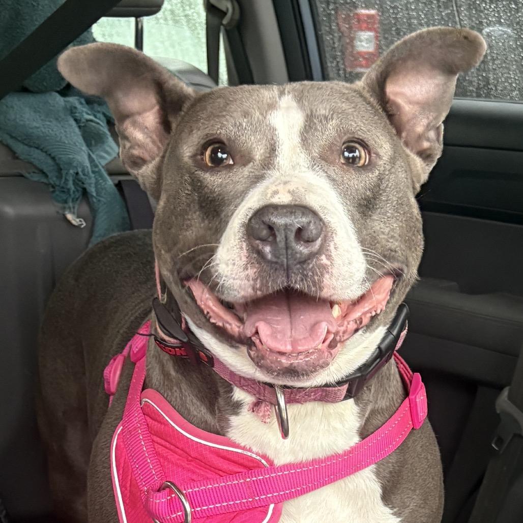 Daphne, a Adoptable American Staffordshire Terrier in Mooresville, IN image 4/6