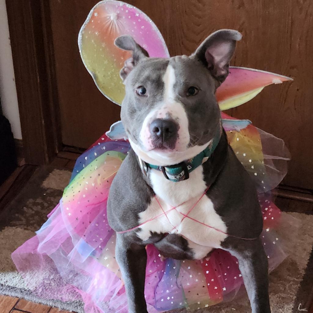 Enlarge Daphne, a Adoptable American Staffordshire Terrier in Mooresville, IN image 4/5