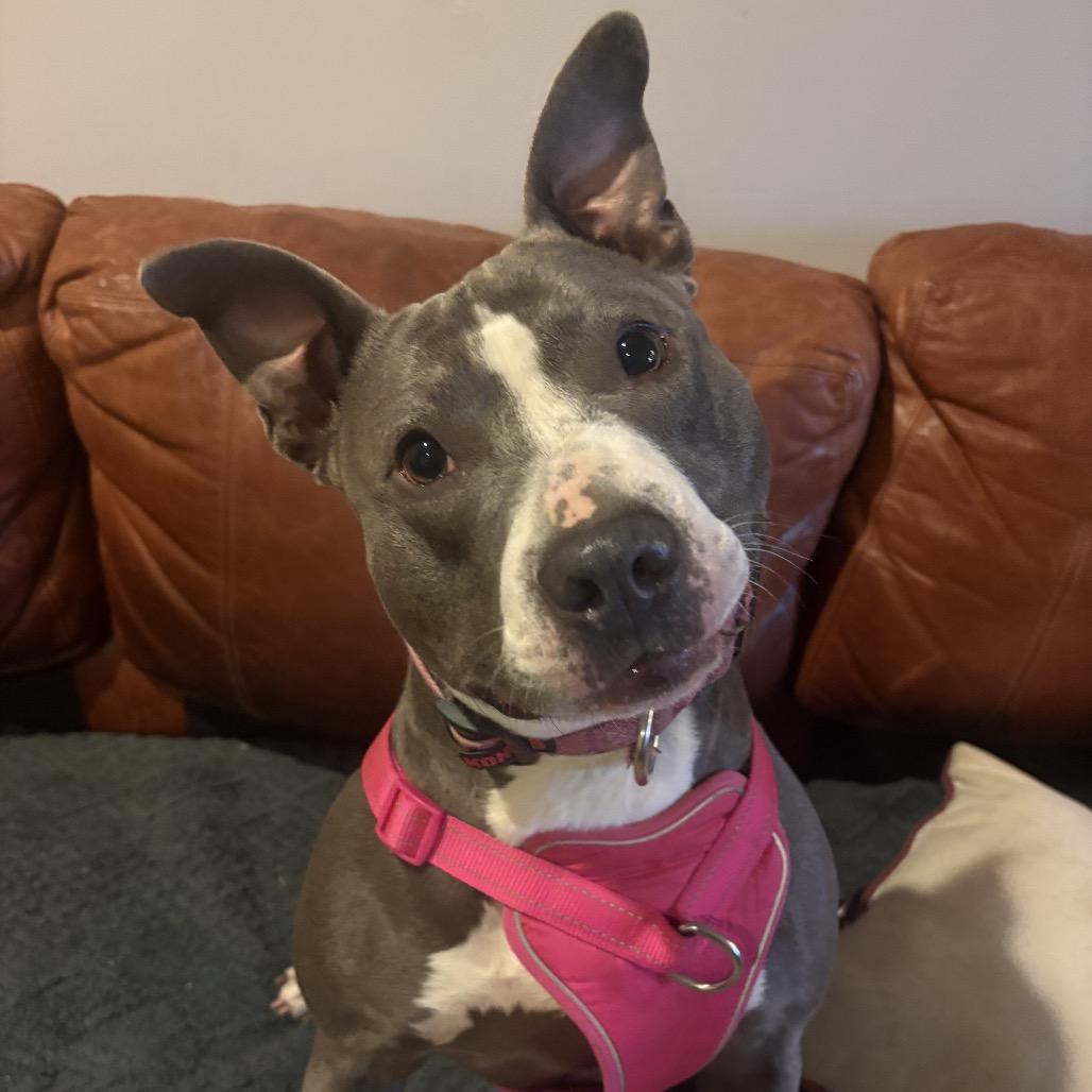 Daphne, a Adoptable American Staffordshire Terrier in Mooresville, IN image 6/6