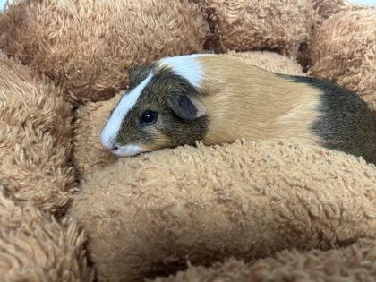 Cinnamon, Adoptable, Young Male Guinea Pig.