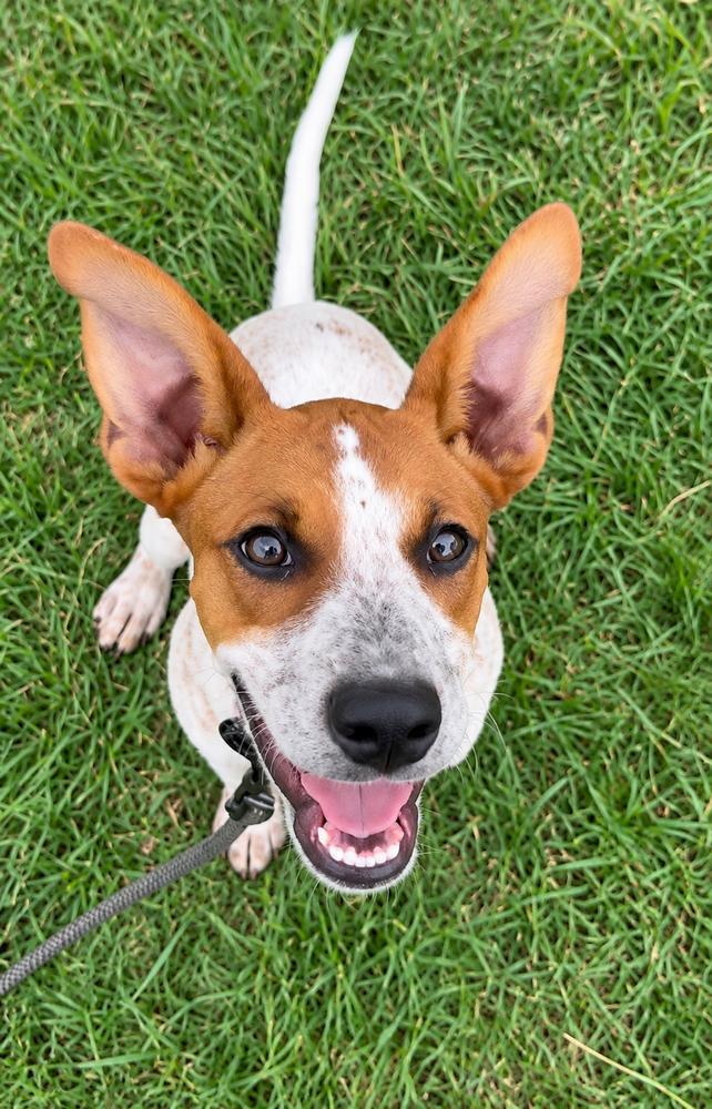 Enlarge Dolly Parton, a Adoptable mixed breed in Saugus, MA image 1/5