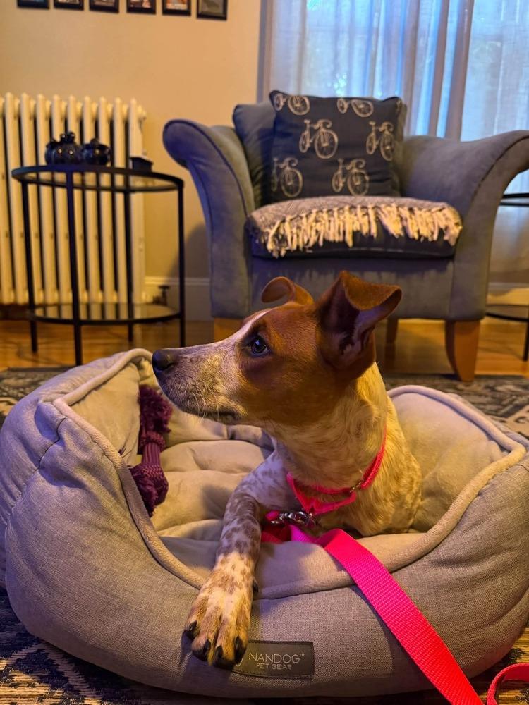 Enlarge Dolly Parton, a Adoptable mixed breed in Saugus, MA image 2/5