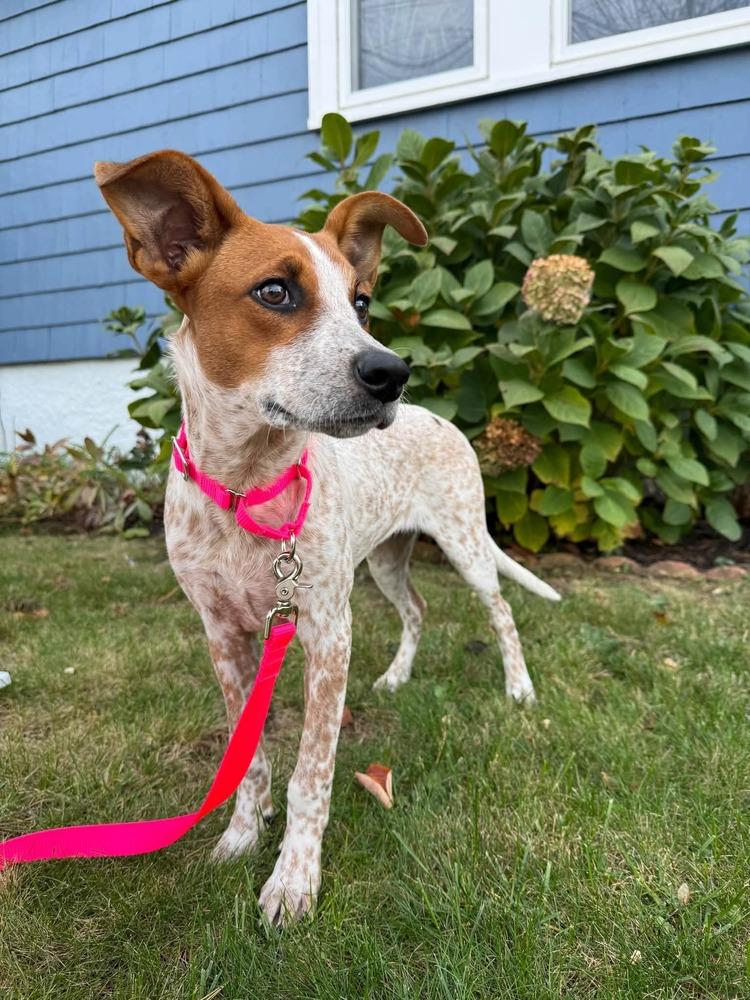 Enlarge Dolly Parton, a Adoptable mixed breed in Saugus, MA image 3/5