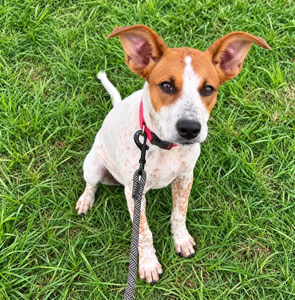 Enlarge Dolly Parton, a Adoptable mixed breed in Saugus, MA image 4/5