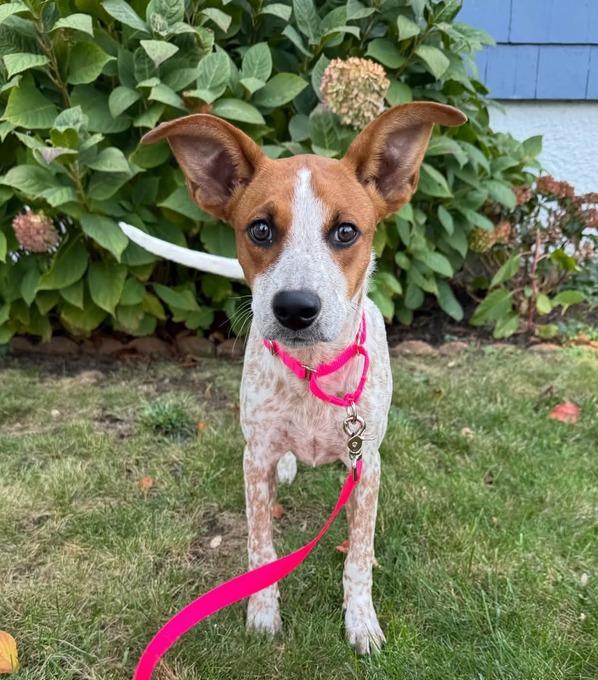 Enlarge Dolly Parton, a Adoptable mixed breed in Saugus, MA image 5/5