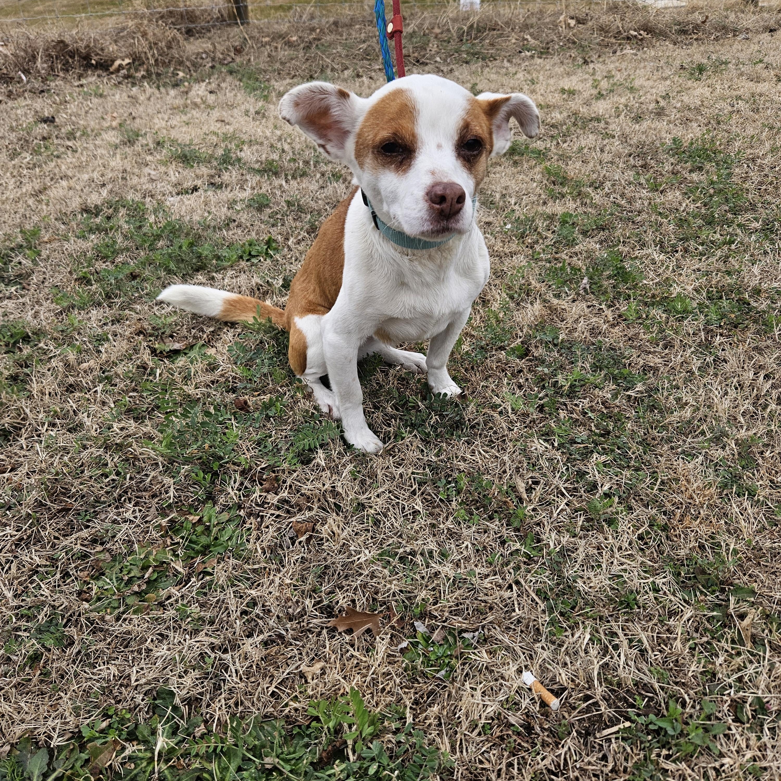 Kelpie, an adoptable Feist, Chihuahua in Raleigh, NC, 27619 | Photo Image 3
