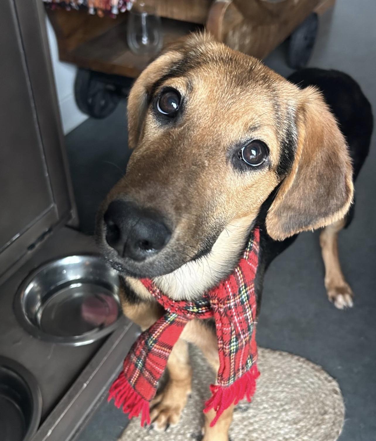 Padme Amidala thumbnail 2