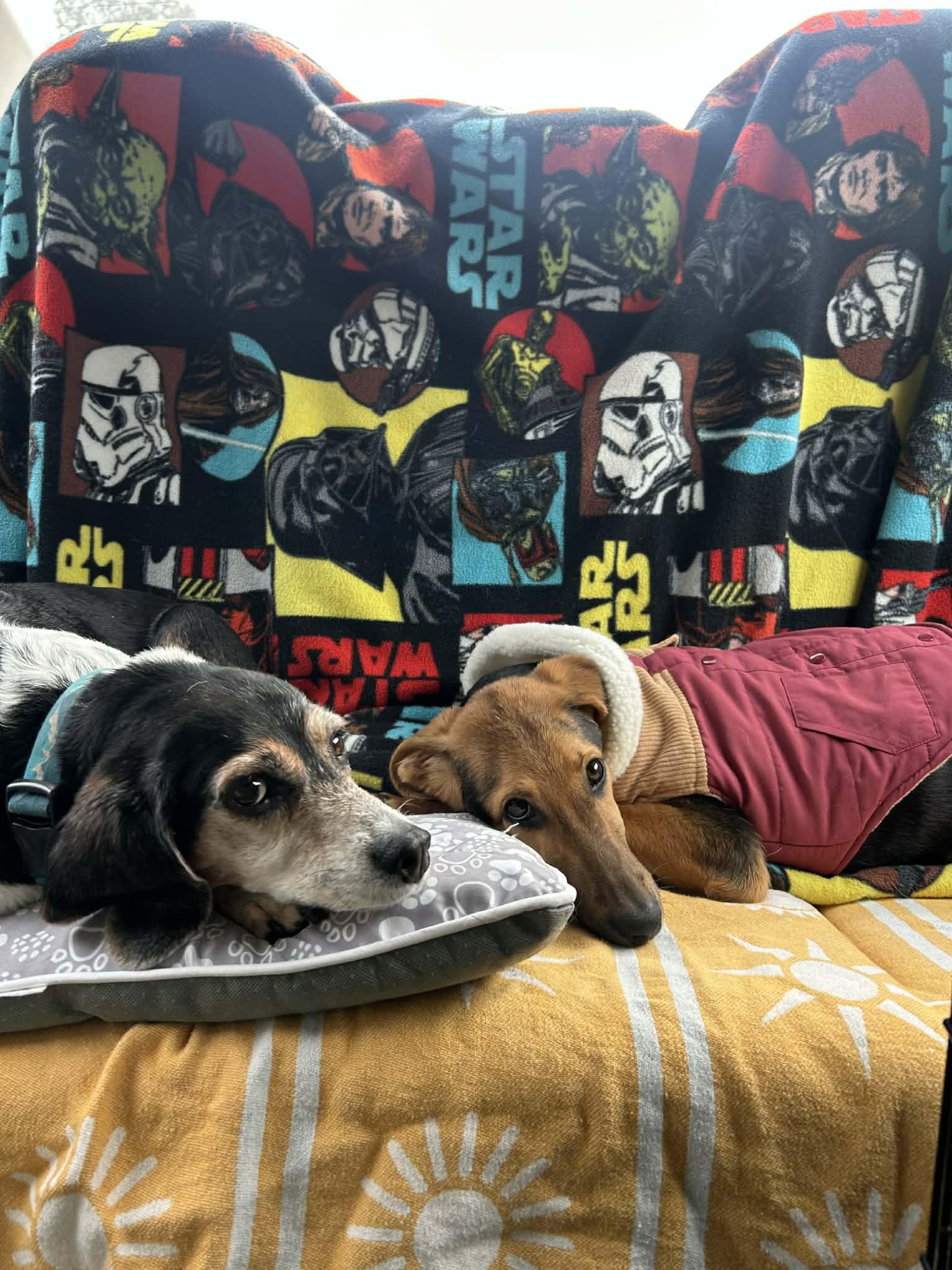 Enlarge Padme Amidala, an adoptable mixed breed in Richmond, VA image 4/6