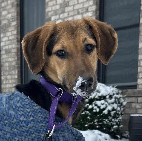 Padme Amidala, adoptable, Young Female English Coonhound & German Shepherd Dog.