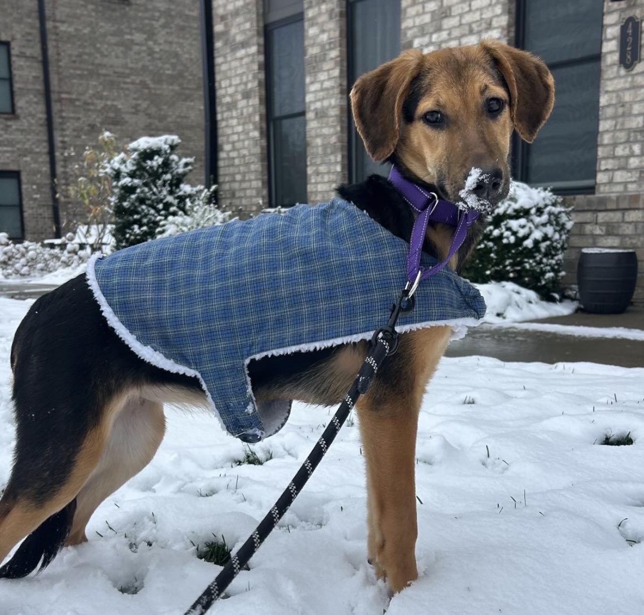 Padme Amidala thumbnail 3