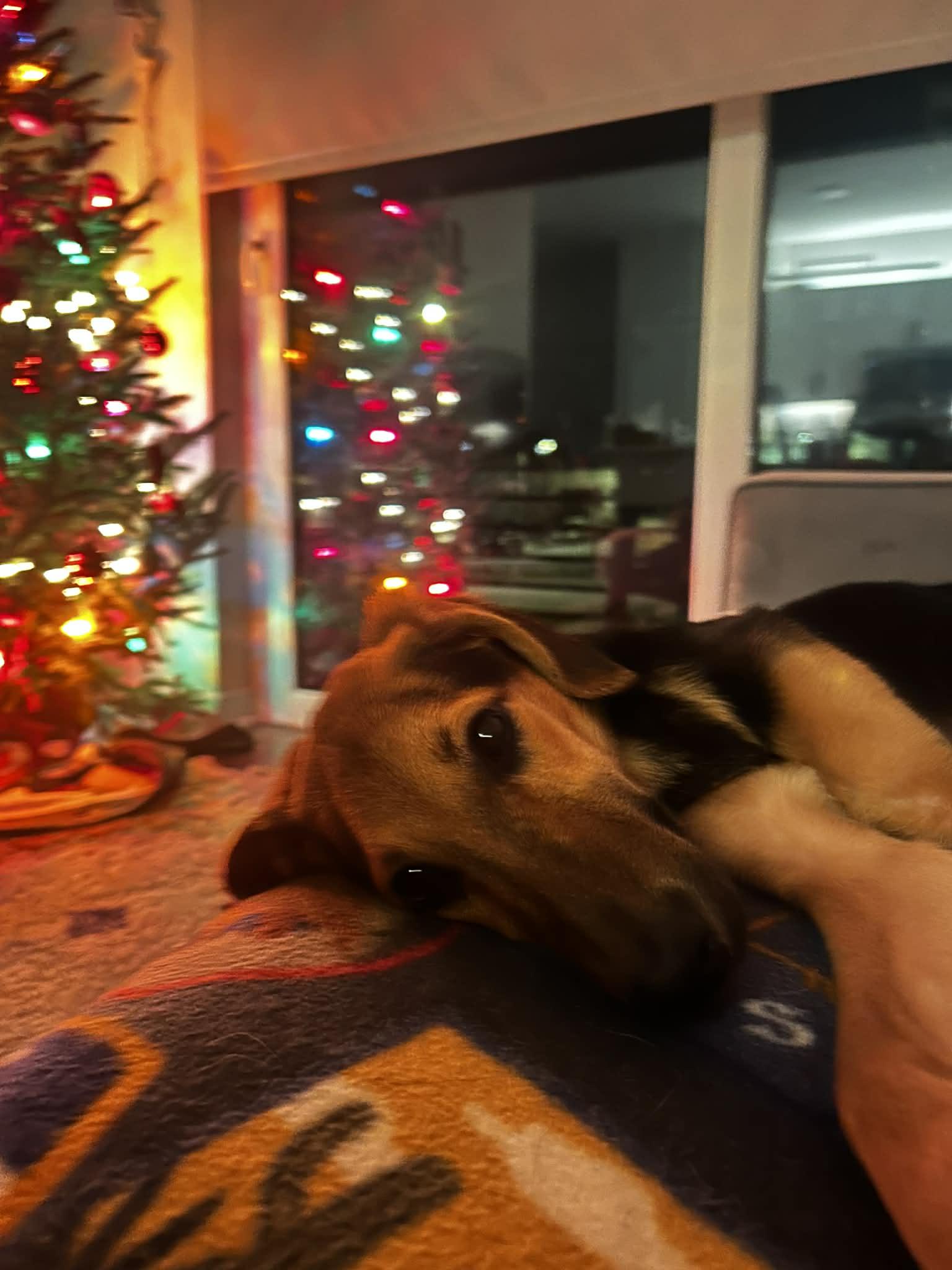 Enlarge Padme Amidala, an adoptable mixed breed in Richmond, VA image 6/6