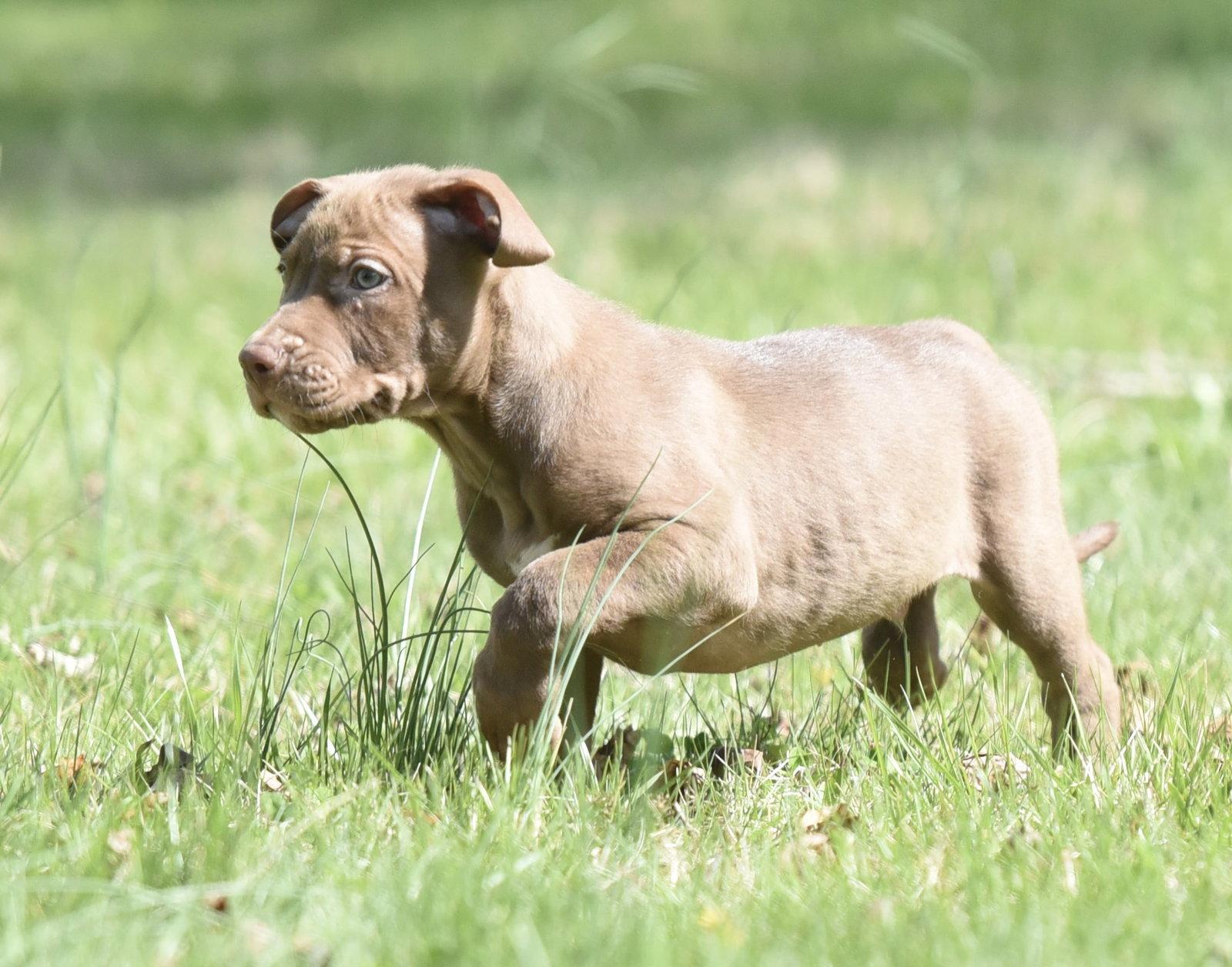 Powell, a Adoptable Pit Bull Terrier in Mechanicsburg, PA image 1/3
