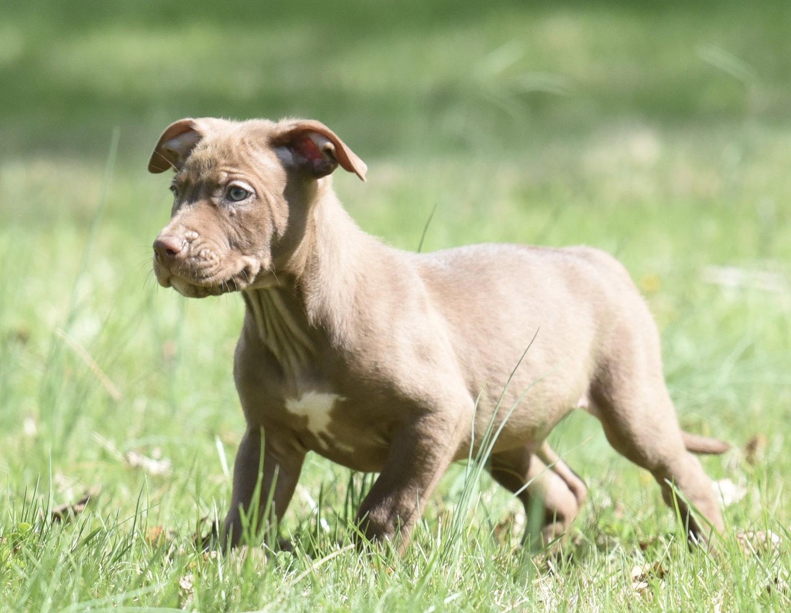 Powell, a Adoptable Pit Bull Terrier in Mechanicsburg, PA image 2/3