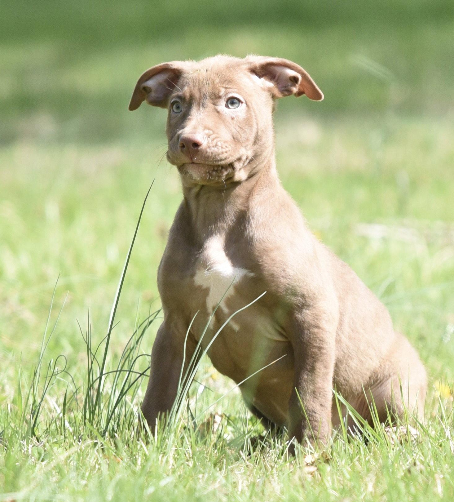 Powell, a Adoptable Pit Bull Terrier in Mechanicsburg, PA image 3/3