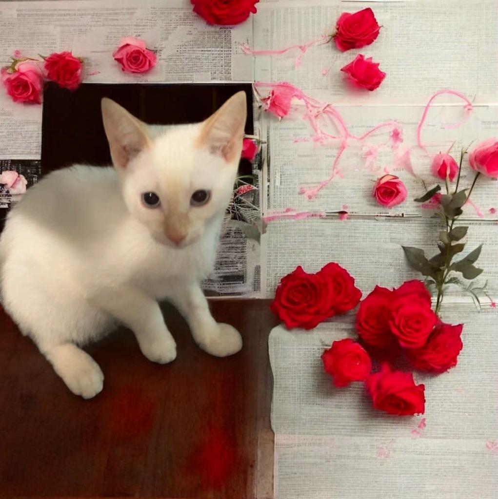 Perdito, Adopted, Young Male Siamese.