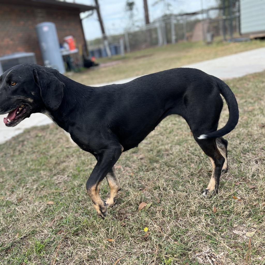 Enlarge Fern, a Adoptable mixed breed in Donalsonville, GA image 2/6