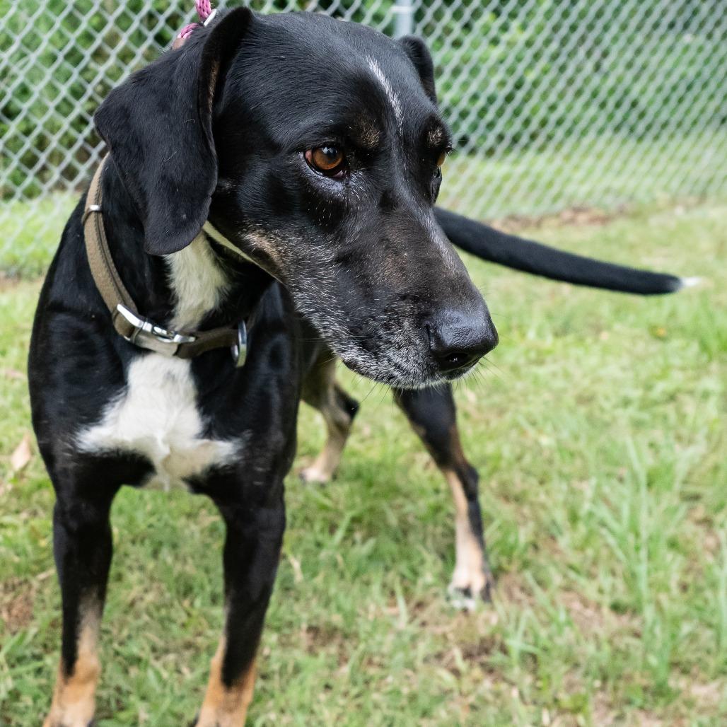 Enlarge Fern, a Adoptable mixed breed in Donalsonville, GA image 3/6